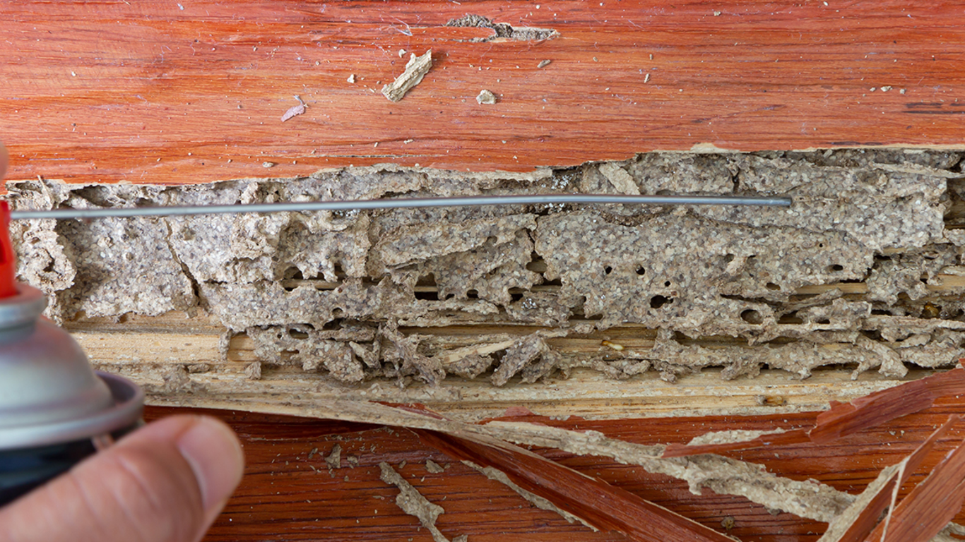 Treating termite-damaged wood with pest control spray – PC Los Angeles