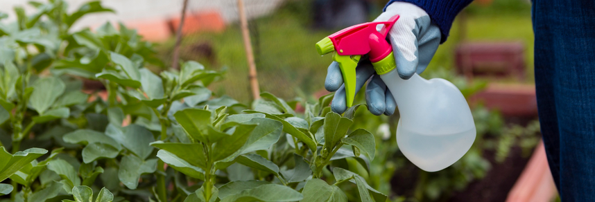 Eco-friendly pest spray applied to garden plants – PC Los Angeles