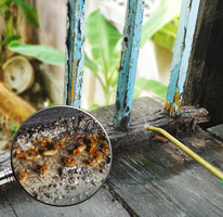 Termite infestation on damaged wood treated with pest control spray – PC Los Angeles