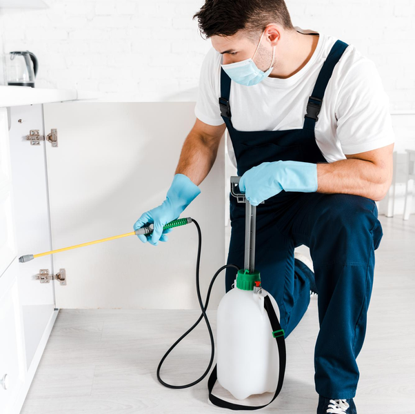 Pest control technician spraying kitchen cabinets – PC Los Angeles