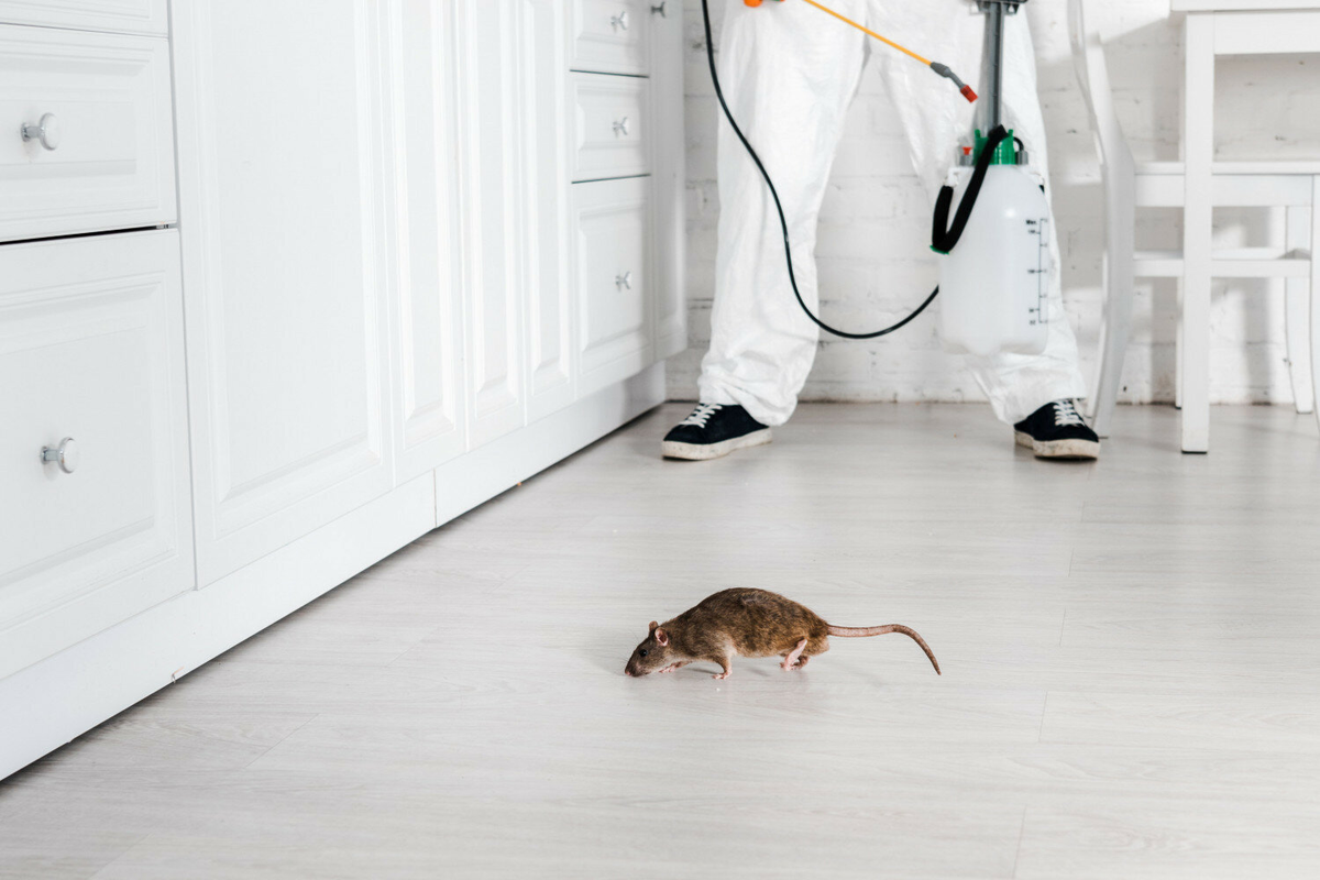 Pest control technician treating kitchen with rodent present – PC Los Angeles