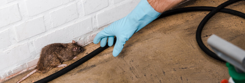 Pest control technician removing rodent from floor – PC Los Angeles