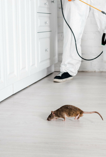 Pest control expert treating kitchen with rodent present – PC Los Angeles